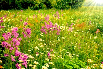 bunte blumenwiese im sonnenschein