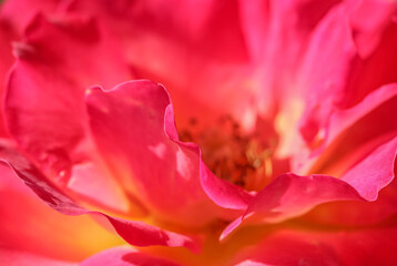 Fototapeta na wymiar Pink yellow rose flower. Macro flowers background for holiday design