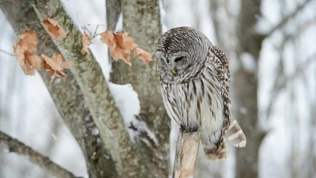Barred Owl Snowy Scene