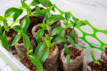 Planting bell pepper seedlings in starting peat tablets.