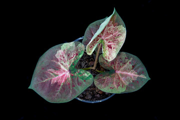 Thailand Caladium "Name : Mueang Nakhon Chum"