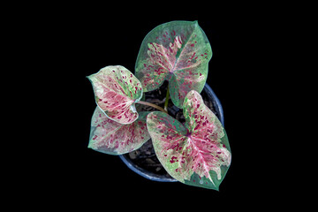 Thailand Caladium "Name : Mueang Nakhon Chum"