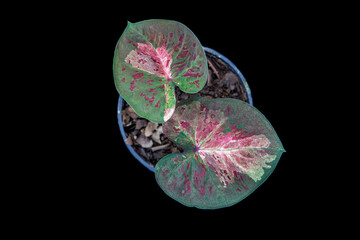 Thailand Caladium "Name : Mueang Nakhon Chum"