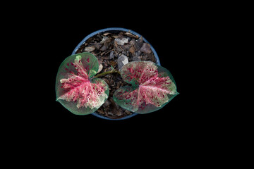 Thailand Caladium "Name : Mueang Nakhon Chum"