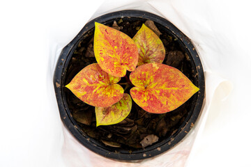 Thailand Caladium (New Hybrid 2022)
