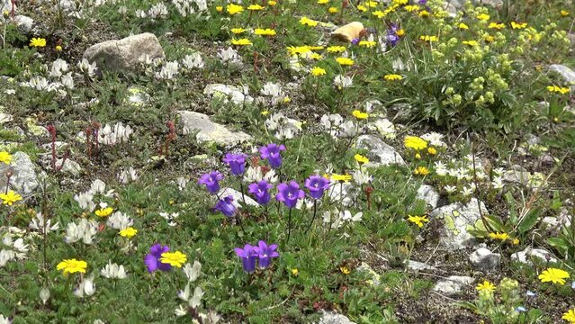 Caucasus, Mizhergi gorge. Forbs of the alpine meadow.