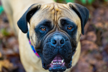Fototapeta premium 2022-12-30 CLOSE UP OF A BULLMASTIFF LOOKING UP SLIGHTLY WITH NICE EYES AND A BLURRY BACKGROUND