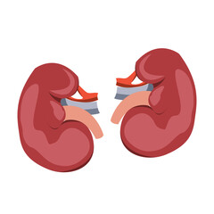 illustration of kidney / organs 
