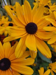 Black Eyed Susans in the Garden