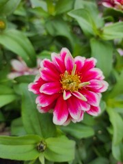 Pink Dahlia Flower's Closeup