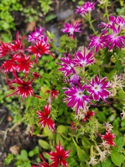 Fototapeta premium Little Flowers in the Garden