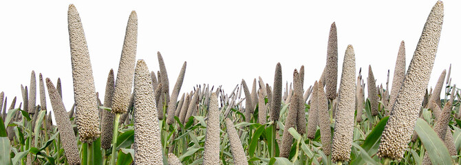 Pearl millet or Bajra Field