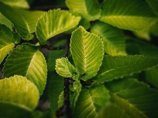 close up of green leaves