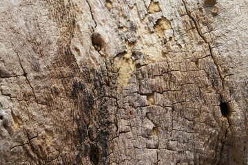 natural cracked bark pattern background