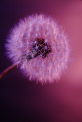 タンポポの綿毛