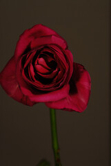 赤いバラ