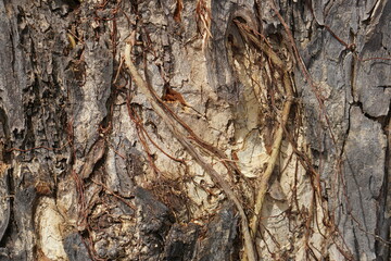 natural cracked bark pattern background