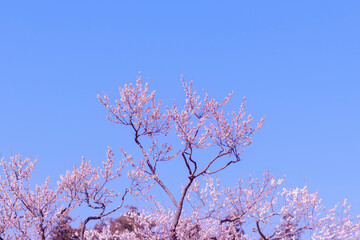 青空と梅の花