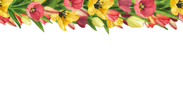 Seamless Border with Tulips yellow, red isolated on white. Watercolor Easter floral Illustration for womens day 8 march