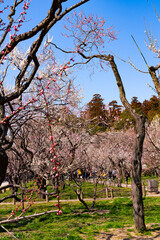 快晴の日に撮影した偕楽園の満開の梅林（縦写真）