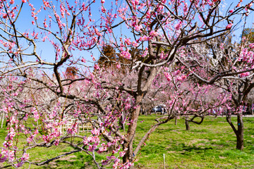 快晴の日に撮影した偕楽園の満開の梅林