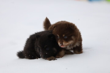Pomeranian puppies cuddling in snow