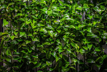 Green Plant Background Image