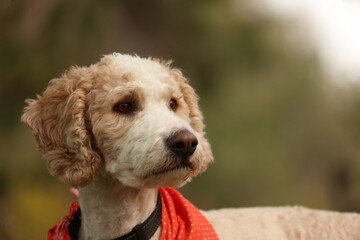 portrait of a doodle