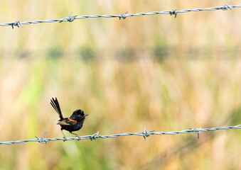 Red-backed Fairy-wren perched on a barbed-wire fence