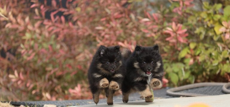 Two Pomeranian puppies running