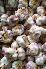Closeup of fresh Purple Garlic bulbs in a basket on a stall at a Farmers market