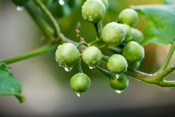 Turkey berries on a branch. Bunch of green Turkey berries grown in a plant with raindrops.