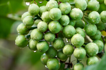 Turkey berries on a branch. Bunch of green Turkey berries grown in a plant with raindrops.