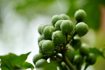 Turkey berries on a branch. Bunch of green Turkey berries grown in a plant with raindrops.