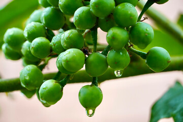 Turkey berries on a branch. Bunch of green Turkey berries grown in a plant with raindrops.
