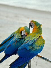 Fototapeta na wymiar Colorful parrots couple in the wild on the beach in Maldives 