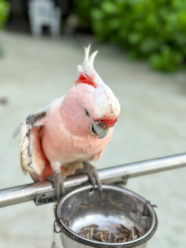 Colorful parrots couple in the wild on the beach in Maldives 