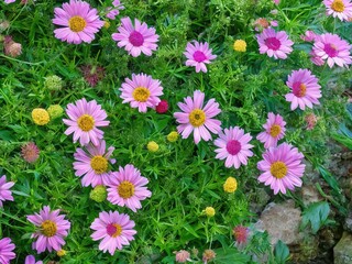 Obraz premium Flowers