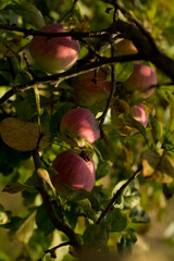 Autumn harvest of juicy and healthy apples