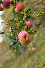 Autumn harvest of juicy and healthy apples