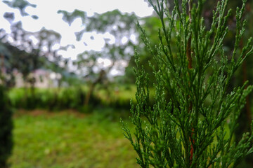 Green prickly branches of a fur-tree or pine. Fluffy fir tree branch close up. background blur