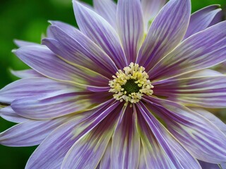 Obraz premium Flowers