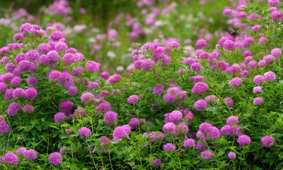 Fototapeta premium Flowers