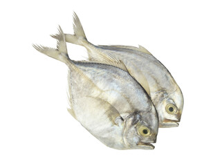 Two threadfin jack fishes isolated on white background.	