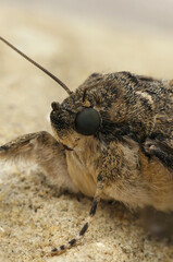 Closeup on a Red underwing owlet moth, Catocala nupta, sitting on a stone