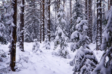 The forest is covered with snow. Frost and snowfall in the park. Winter snowy frosty landscape.