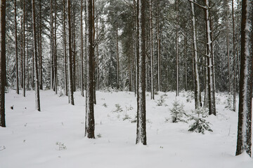 Winter snowy frosty landscape. The forest is covered with snow. Frost and fog in the park.