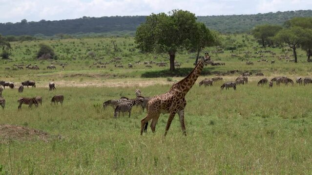 Giraffe and Zebras in the savannah, Africa
Tarangire National Park, Tanzania, 2023
