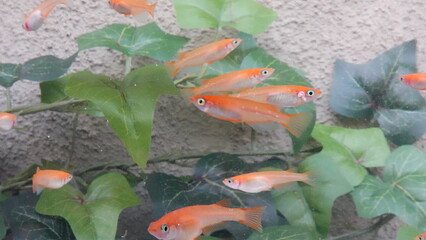 鮮やかなオレンジ色の楊貴妃メダカの群泳　8390