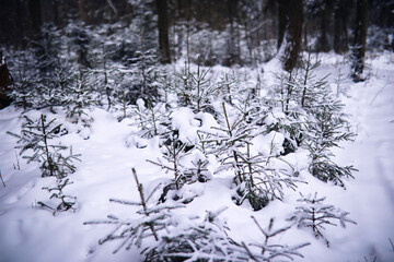 The forest is covered with snow. Frost and snowfall in the park. Winter snowy frosty landscape.